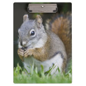 Canada, British Columbia, Red Squirrel Pine Klembord (Voorkant)