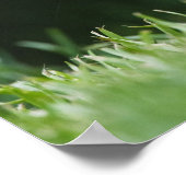 Canada, British Columbia, Red Squirrel Pine Poster (Hoek)