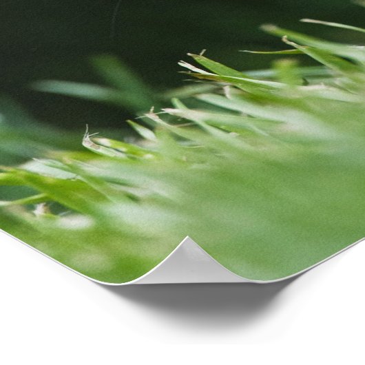 Canada, British Columbia, Red Squirrel Pine Poster (Hoek)