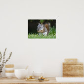 Canada, British Columbia, Red Squirrel Pine Poster (Keuken)