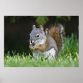 Canada, British Columbia, Red Squirrel Pine Poster (Voorkant)