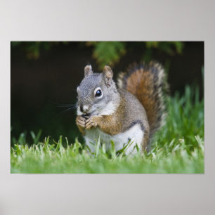 Canada, British Columbia, Red Squirrel Pine Poster