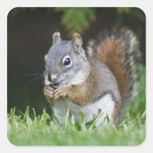 Canada, British Columbia, Red Squirrel Pine Vierkante Sticker