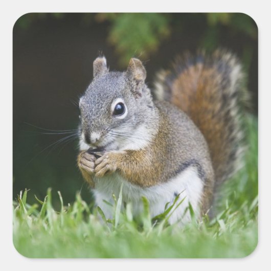 Canada, British Columbia, Red Squirrel Pine Vierkante Sticker (Voorkant)