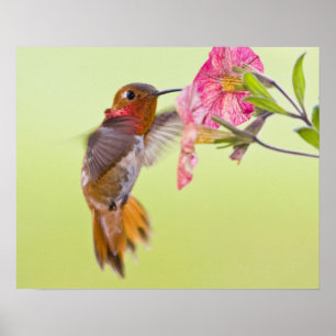 Canada, British Columbia, Rosse Kolibrie Poster