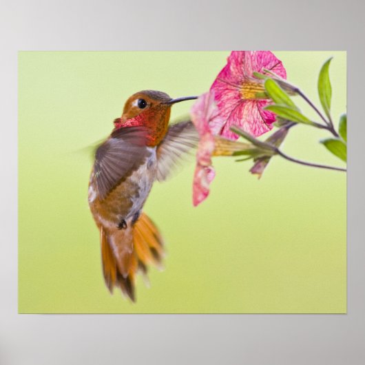 Canada, British Columbia, Rosse Kolibrie Poster (Voorkant)
