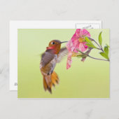 Canada, British Columbia, Rufous Hummingbird Briefkaart (Voorkant / Achterkant)