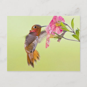 Canada, British Columbia, Rufous Hummingbird Briefkaart