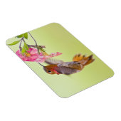 Canada, British Columbia, Rufous Hummingbird Magneet (Rechterzijde)