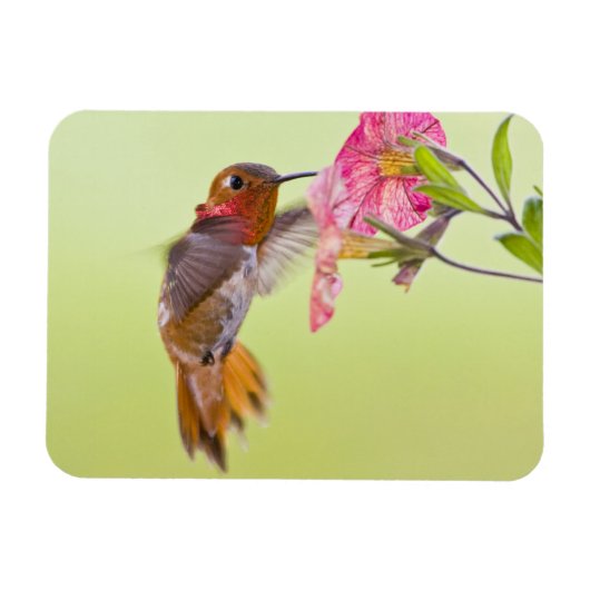 Canada, British Columbia, Rufous Hummingbird Magneet (Horizontaal)