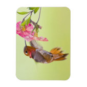 Canada, British Columbia, Rufous Hummingbird Magneet (Verticaal)