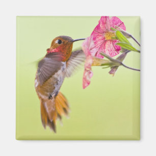 Canada, British Columbia, Rufous Hummingbird Magneet