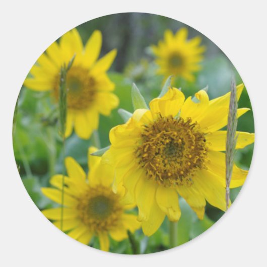 Canada, British Columbia, Vancouver Island 5 Ronde Sticker (Voorkant)