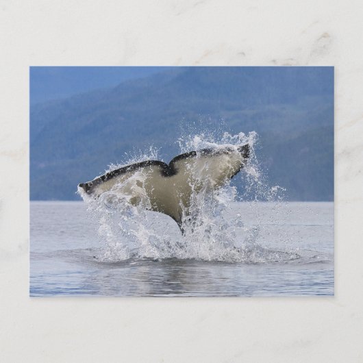 Canada, British Columbia, Vancouver Island; Briefkaart (Voorkant)