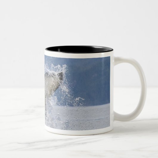 Canada, British Columbia, Vancouver Island; Tweekleurige Koffiemok (Rechts)