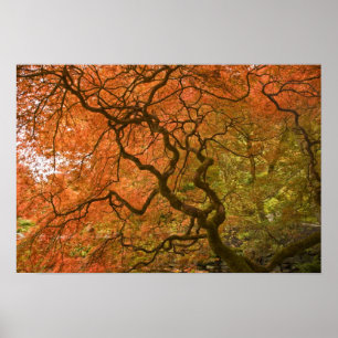CANADA, British Columbia, Victoria. herfst. 2 Poster