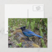 Canada: British Columbia, Yoho NP, Stellar jay; Briefkaart (Voorkant / Achterkant)