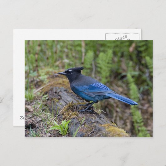 Canada: British Columbia, Yoho NP, Stellar jay; Briefkaart (Voorkant / Achterkant)