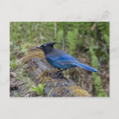 Canada: British Columbia, Yoho NP, Stellar jay; Briefkaart (Voorkant)