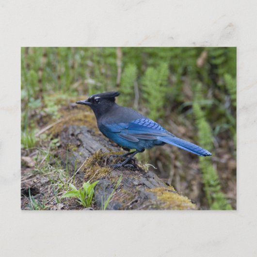Canada: British Columbia, Yoho NP, Stellar jay; Briefkaart (Voorkant)