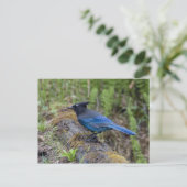 Canada: British Columbia, Yoho NP, Stellar jay; Briefkaart (Staand voorkant)