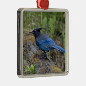 Canada: British Columbia, Yoho NP, Stellar jay; Metalen Ornament (Rechts)
