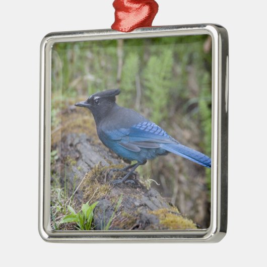 Canada: British Columbia, Yoho NP, Stellar jay; Metalen Ornament (Links)