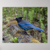 Canada: British Columbia, Yoho NP, Stellar jay; Poster (Voorkant)