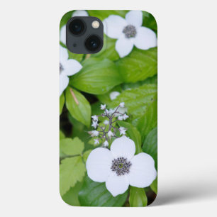 Canada, Brits-Columbia. Dwergkornoelje iPhone 13 Hoesje