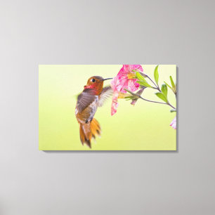 Canada, Brits-Columbia, Rosse Kolibrie Canvas Afdruk