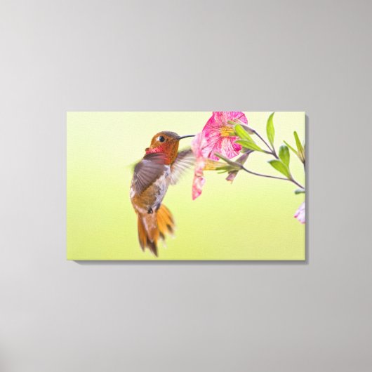 Canada, Brits-Columbia, Rosse Kolibrie Canvas Afdruk (Voorkant)