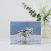 Canada, Brits-Columbia, Vancouver-eiland, Briefkaart (Staand voorkant)