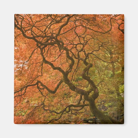 CANADA, Brits-Columbia, Victoria. Herfst 2 Magneet (Voorkant)