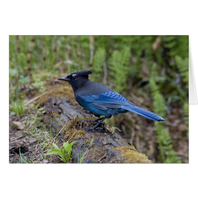 Canada:  Brits-Columbia, Yoho NP, Stellar gaai, (Voorkant Horizontaal)