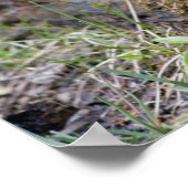 Canada:  Brits-Columbia, Yoho NP, Stellar gaai, Poster (Hoek)