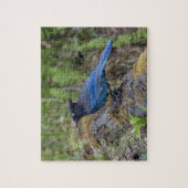 Canada: Brits-Columbia, Yoho NP, Stellers gaai, Legpuzzel (Verticaal)