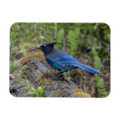 Canada: Brits-Columbia, Yoho NP, Stellers gaai, Magneet (Horizontaal)