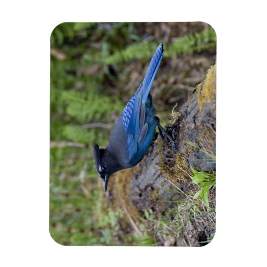 Canada: Brits-Columbia, Yoho NP, Stellers gaai, Magneet (Verticaal)