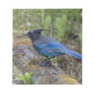 Canada: Brits-Columbia, Yoho NP, Stellers gaai, Notitieblok