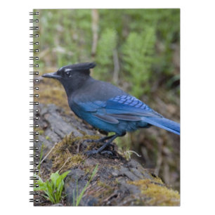 Canada: Brits-Columbia, Yoho NP, Stellers gaai, Notitieboek