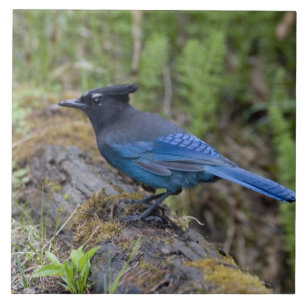Canada: Brits-Columbia, Yoho NP, Stellers gaai, Tegeltje