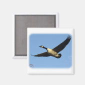 Canada Gans 9R005D-123 Magneet (Voorkant / Achterkant)