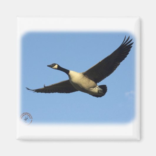 Canada Gans 9R005D-123 Magneet (Voorkant)