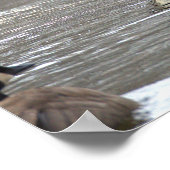 Canada Gans Foto Poster (Hoek)