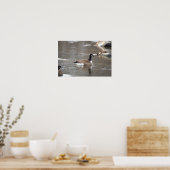 Canada Gans Foto Poster (Keuken)