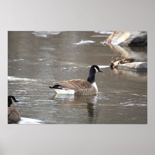 Canada Gans Foto Poster (Voorkant)