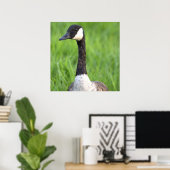 Canada Gans Foto Poster (Thuiskantoor)