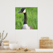 Canada Gans Foto Poster (Keuken)