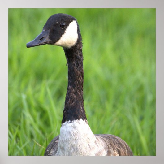Canada Gans Foto Poster (Voorkant)