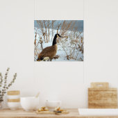 Canada Gans in Sneeuw Poster (Keuken)